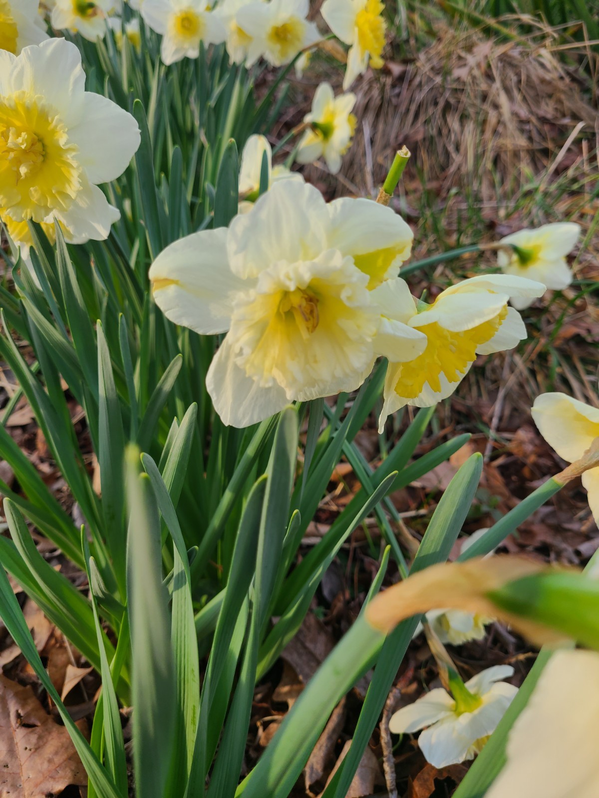 Lot of 10 Daffodil Ice Follies, 10 Bulbs