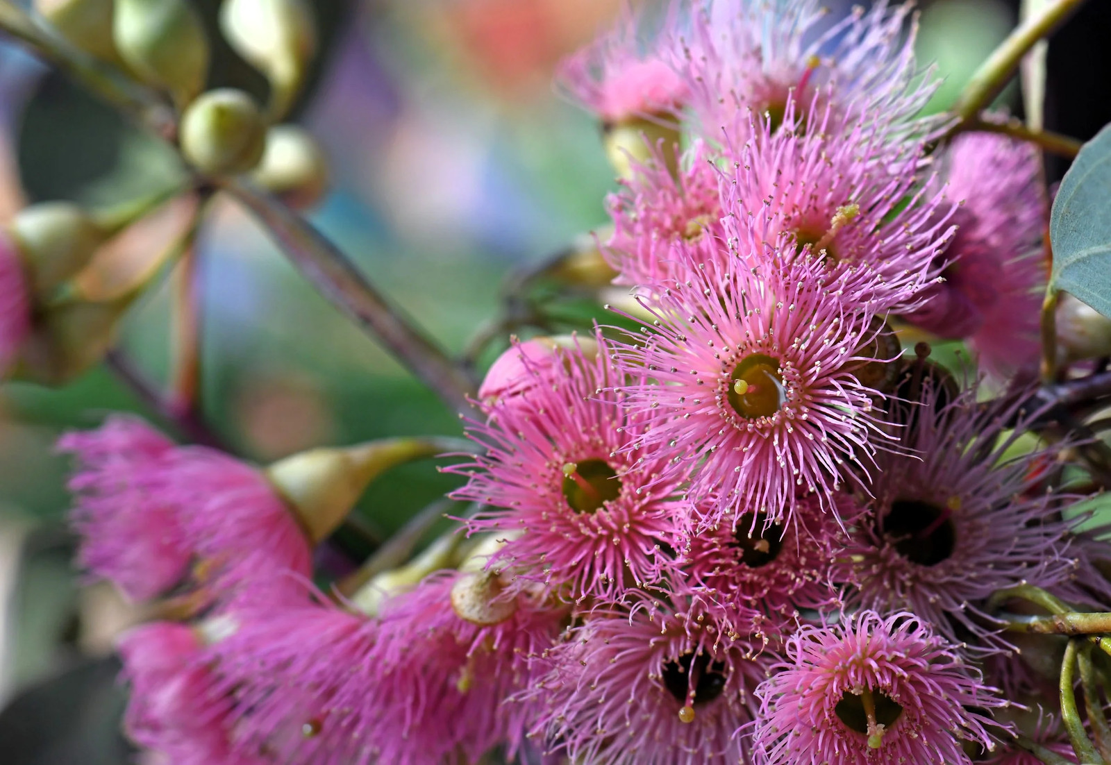 50 RED FLOWERING EUCALYPTUS Sideroxylon Mugga Ironbark Tree Seeds