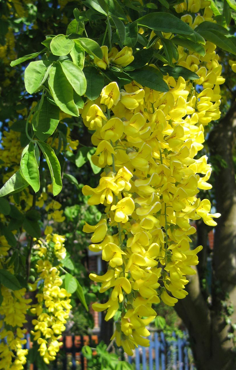 Lovely Golden Chain Tree, Laburnum anagyroides, Seeds (Showy, Hedge, Pergola)