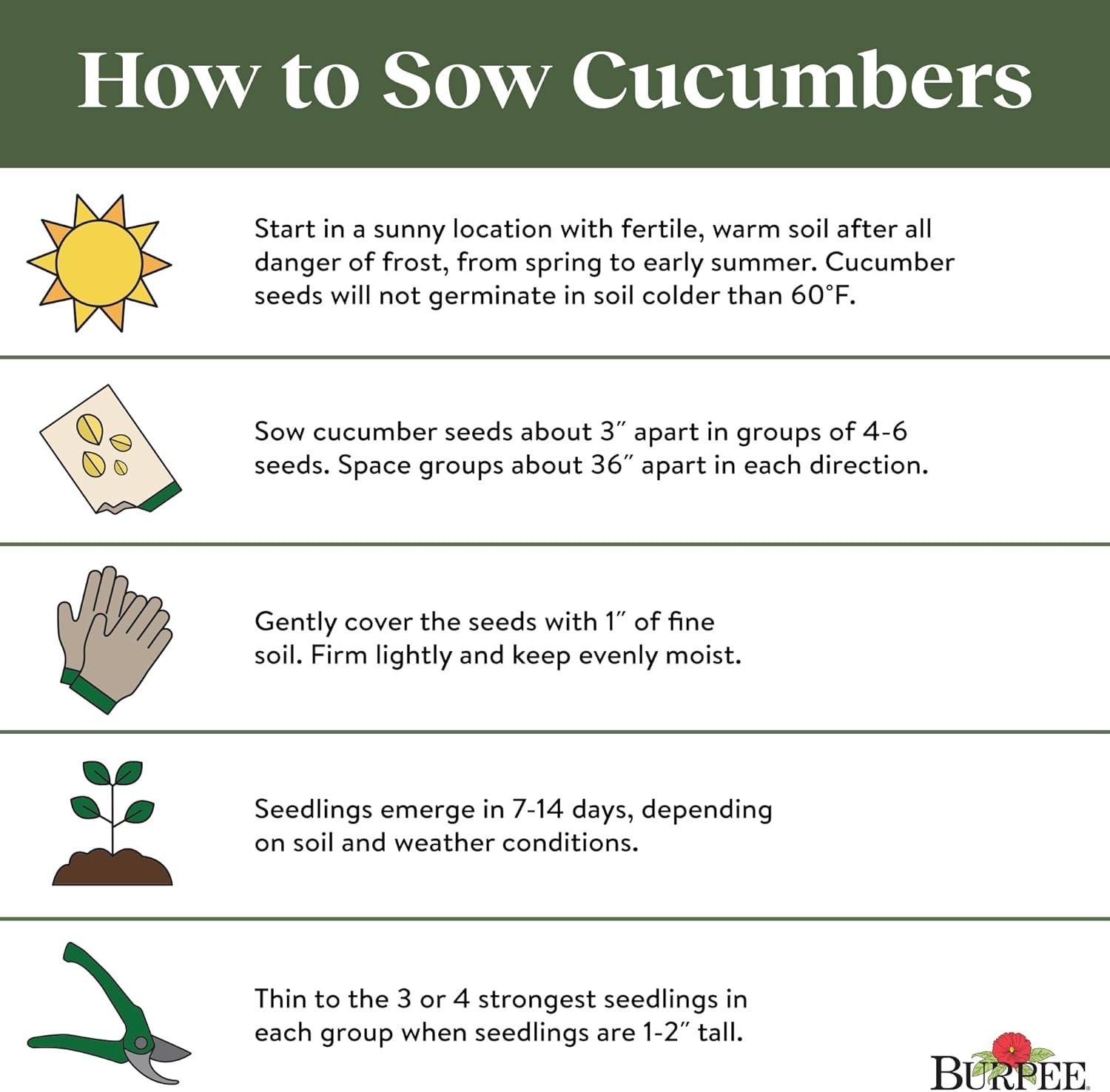Non-GMO Marketmore 76 Slicing Cucumber Seeds – 125 Count for Home Garden