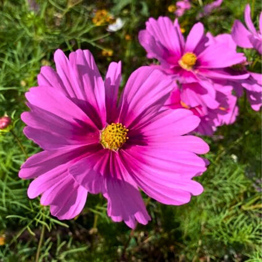 Fresh Beautiful Cosmos Seeds | Radiance | Heirloom Non-GMO | Flower Seeds