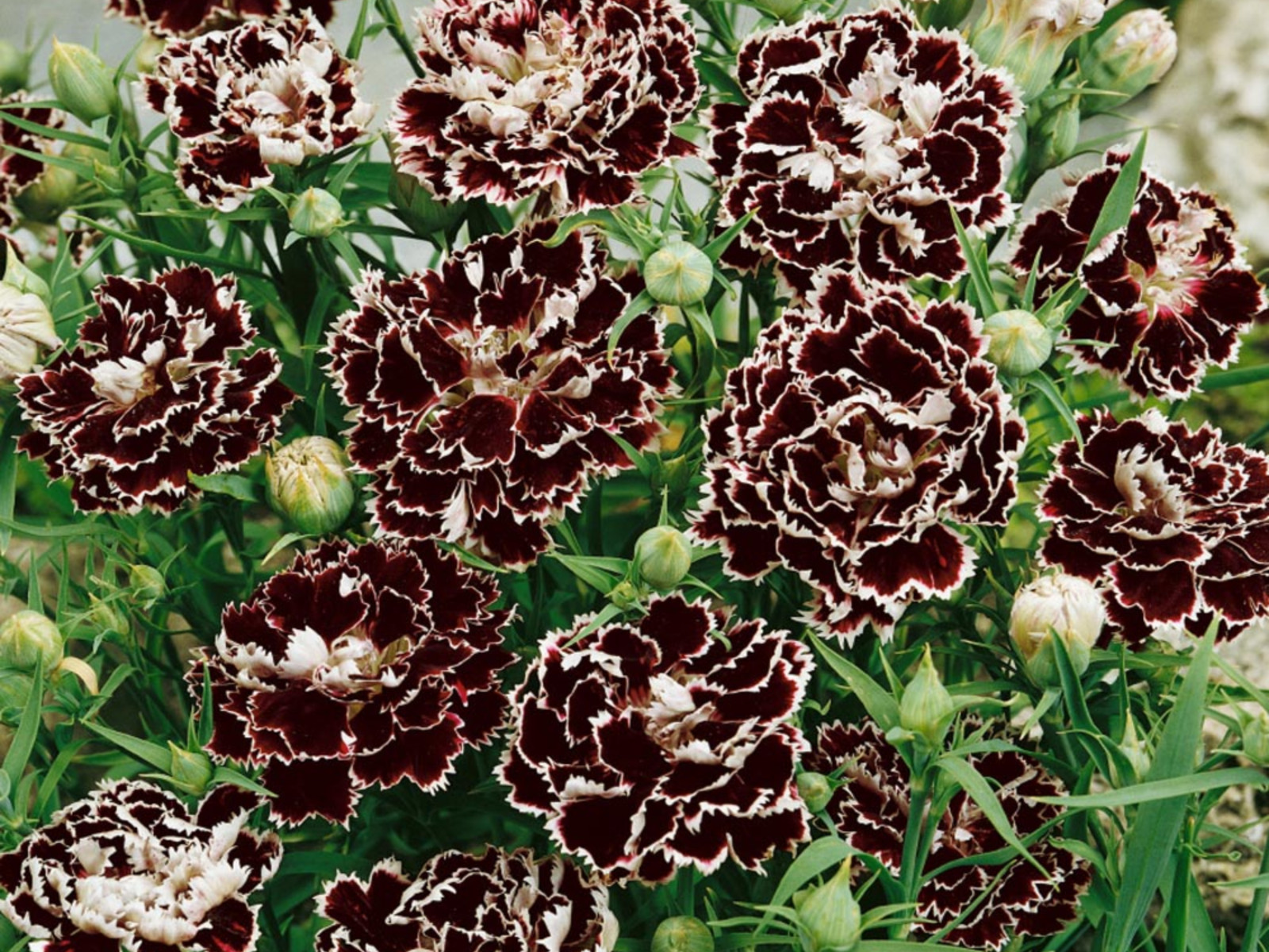 30 Seeds| China Pink ‘Black Velvet and Lace Carnations – Dianthus Flowers Seeds