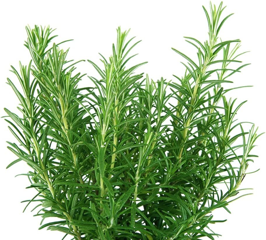 50 Rosemary Herb Seeds for Planting Rosmarinus officinalis