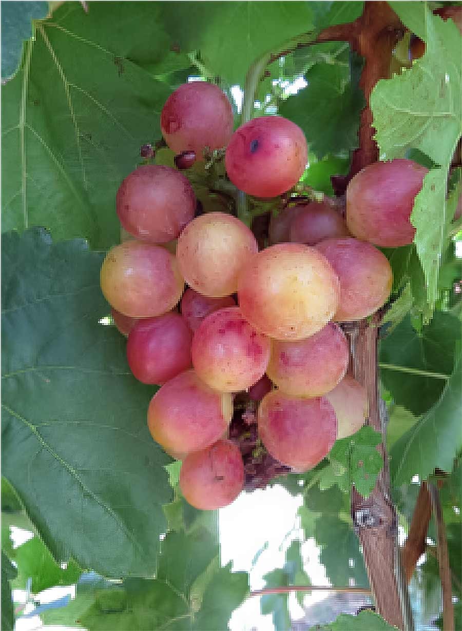 Grape Gargiulo 90450 3 cuttings , no roots /Argentina/