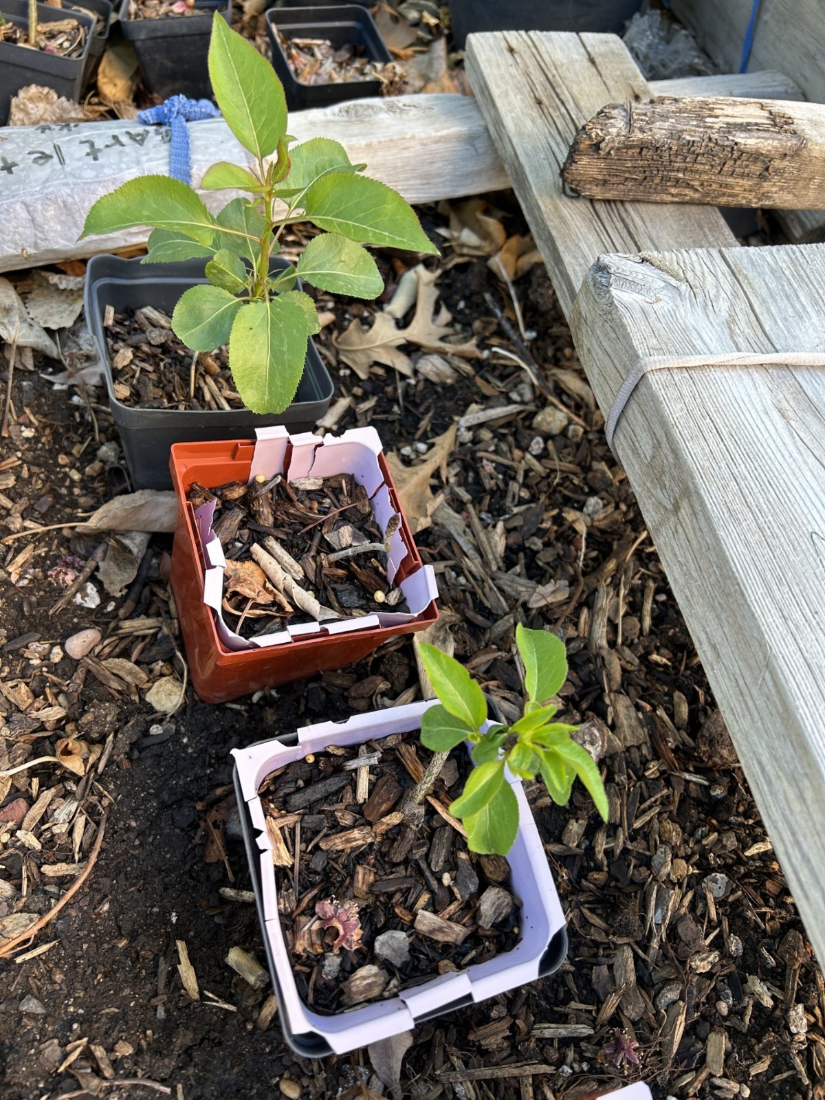 D ‘Anjou Pear Tree seedling, very good taste pear