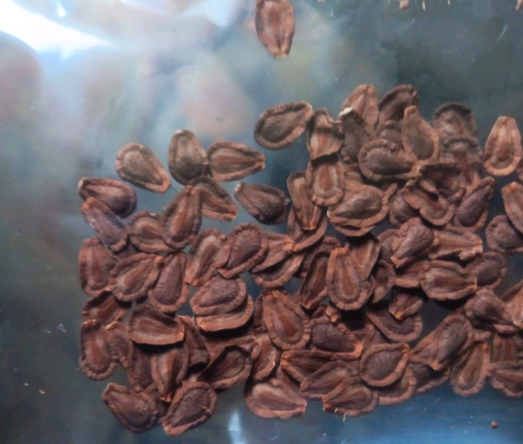 Common Milkweed Seeds, Attract Monarch Butterflies, Native Wildflower, Easy Grow