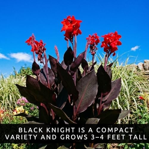3 Black Knight Canna Lily Bulbs for Planting – Deep Red Blooms with Dark