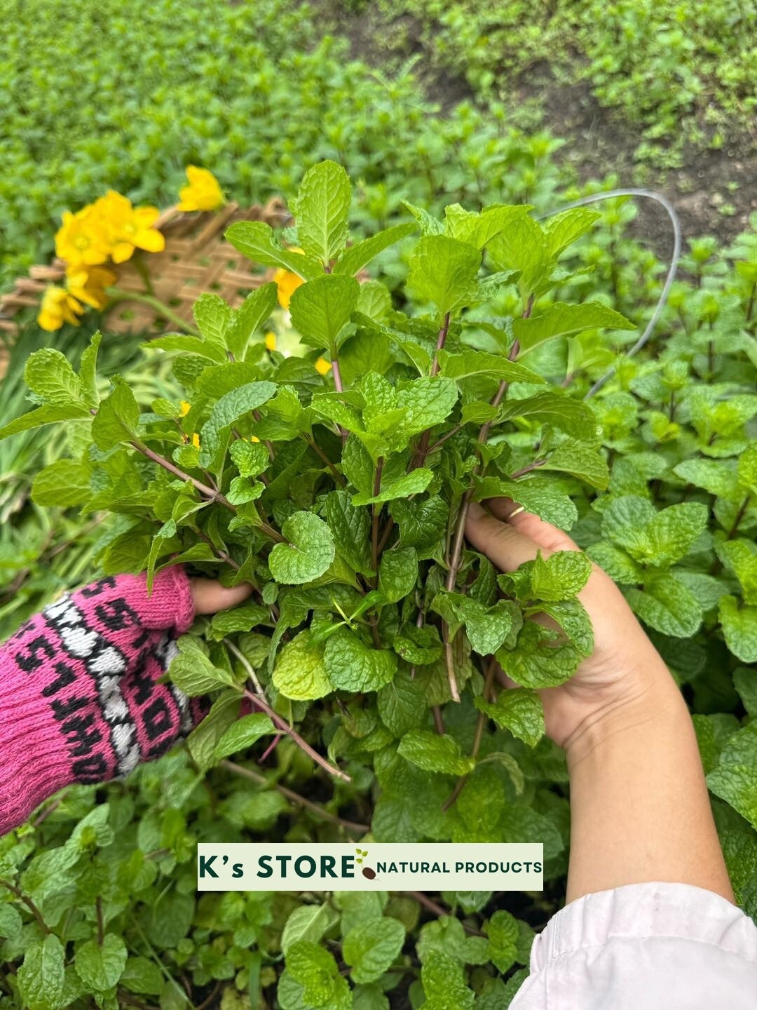 1000+ PEPERMINT HERB SEEDS – RAU HÚNG LŨI | 95% GERMINATION NON-GMO, FREE SHIP |