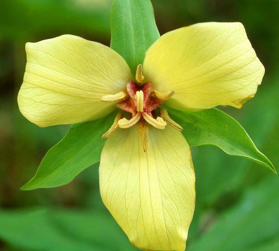4 Wild Yellow Trillium, t.Luteum Woodland Native plant~Spring bulbs~Winter Hardy
