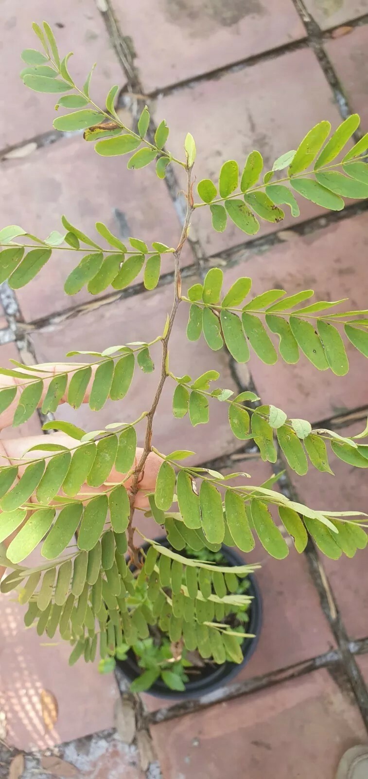 Tamarind seedling, sweet variety, Tamarindus Indica, 24″ + seedlings.