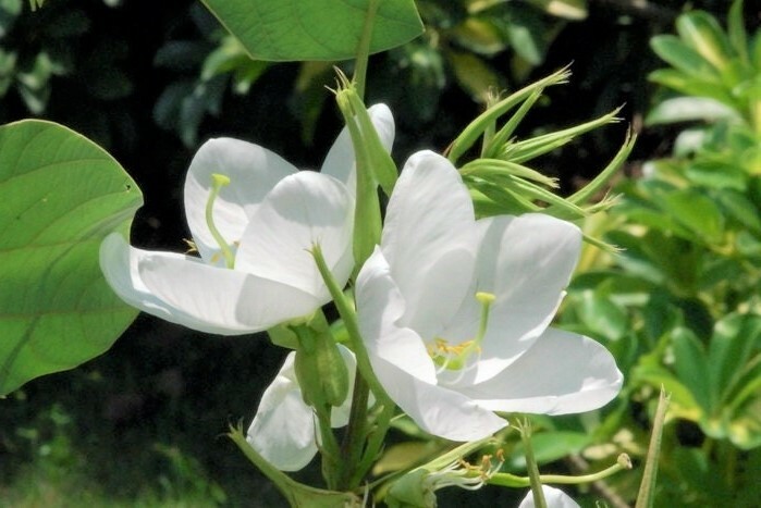 🌱 Bauhinia Racemosa 5 Seeds, Rare Medicinal Bidi Leaf Small Edible Tree Shrub