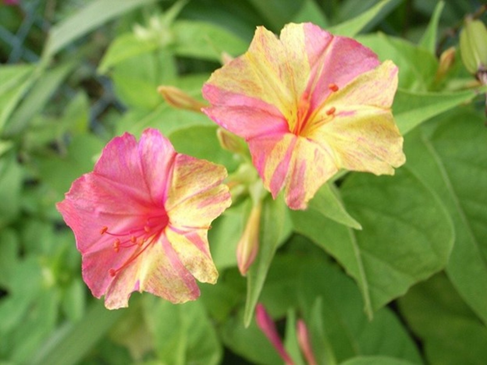 25 Lemonade 4 O’Clock Seeds Fragrant Flowers Perennial Mirabilis Jalapa