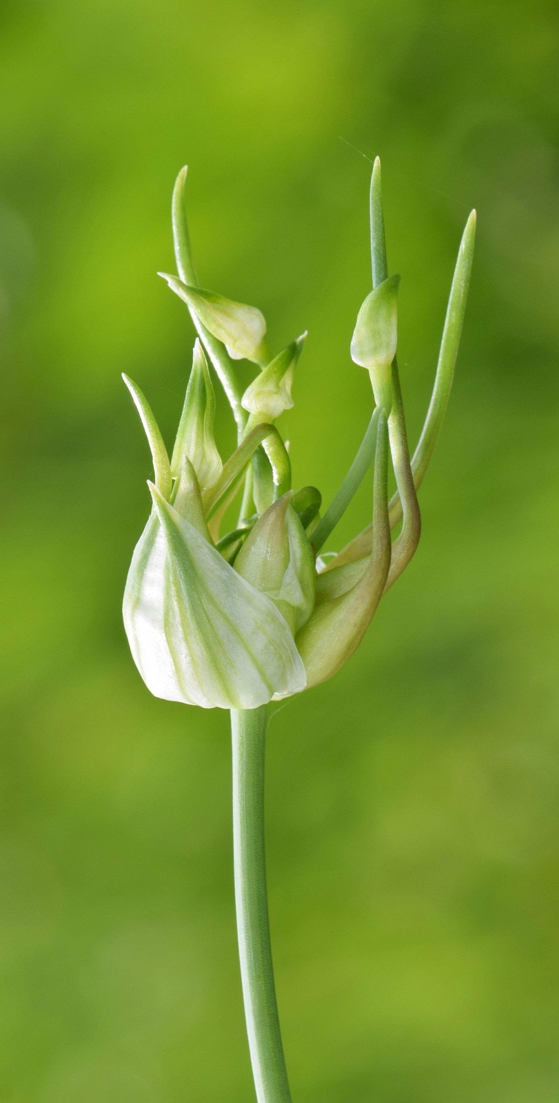 Garlic, Wild (Allium canadense)