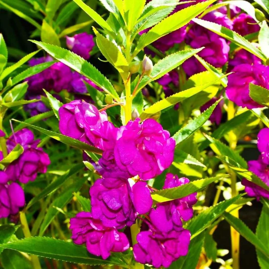 500 PCS Impatiens Flower Seeds (Balsam) – Colorful Annual Flowers for Outdoor…