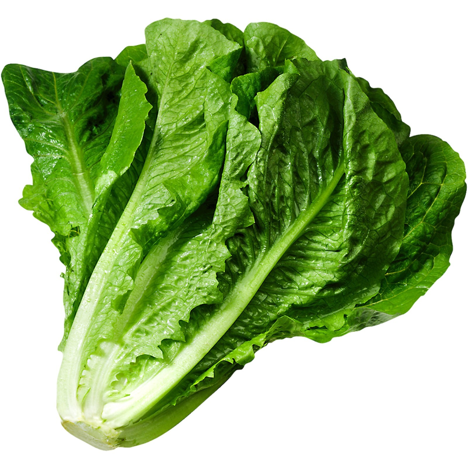 Parris Island Romaine 500+ Seeds | Heat Tolerant!| NON-GMO | Heirloom