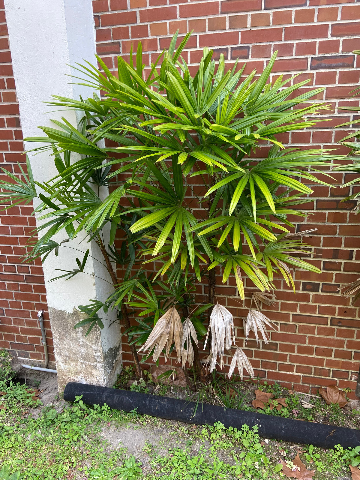 Rhapis excelsa Seeds. Lady Palm. Cold-Hardy!
