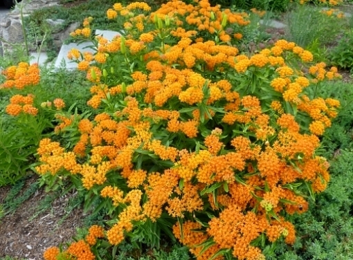 Milkweed Seed Mix 5 species Asclepias common purple orange swamp tropical