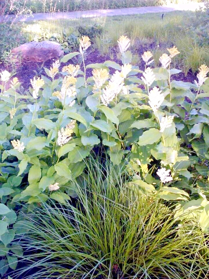 15 FALSE SOLOMONS SEAL SEEDS – Maianthemum racemosum