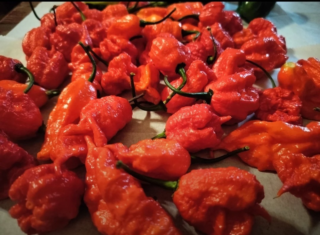 SUPERHOT!- Variety Pack – Over 200! Seeds – One Dozen Different Hot Varieties.