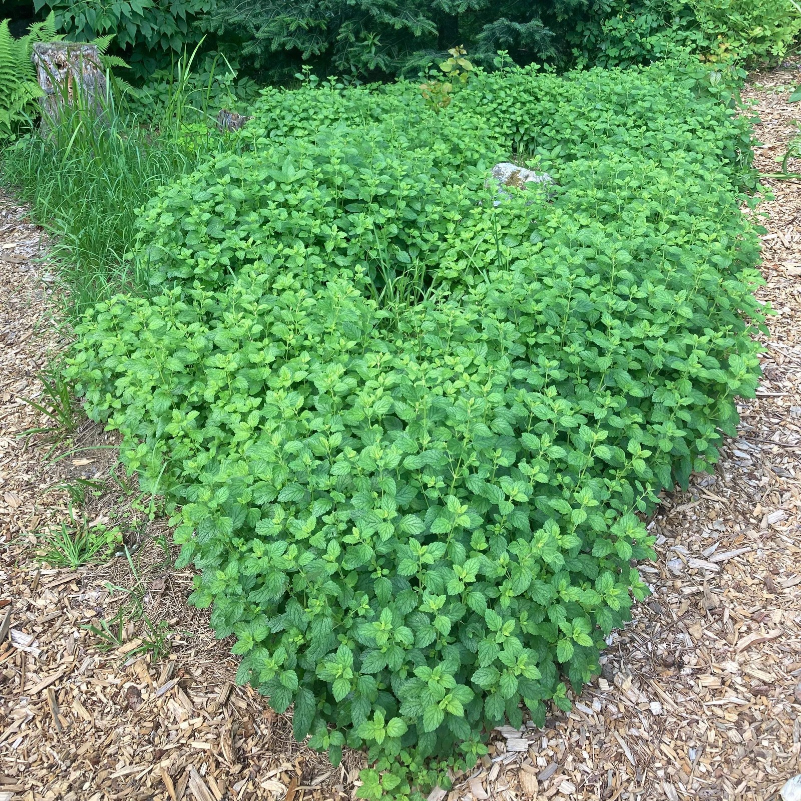 Lemon Balm Seeds (Melissa officinalis) ~Traditional Herb Pollinator Garden