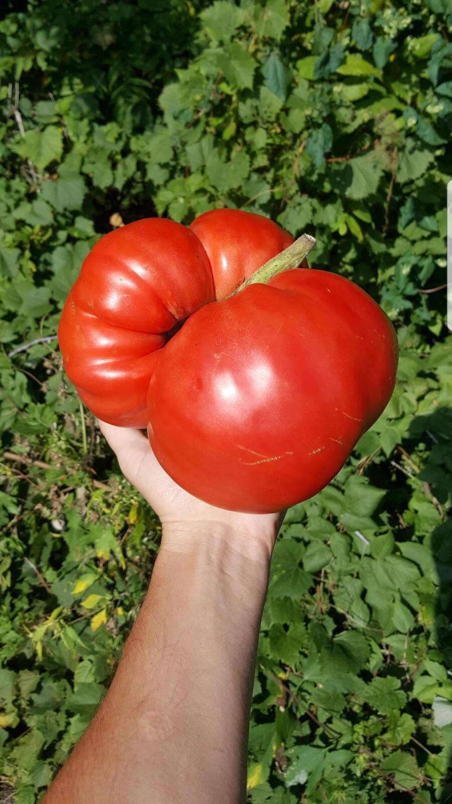 Giant Tomato Seeds X20! Big Zac! Award Winning!Can Produce Fruit Well Over 5lbs!