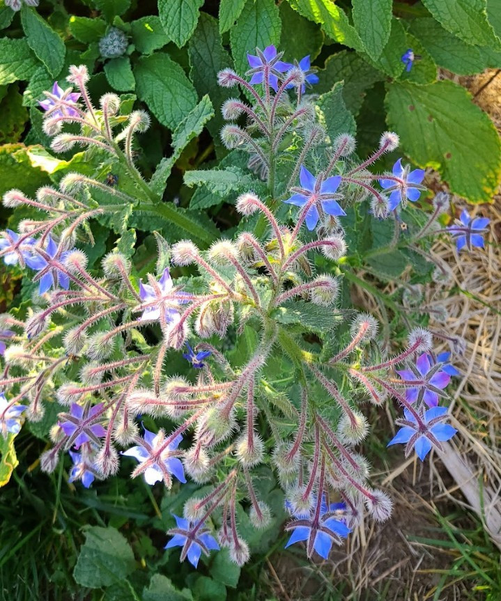 Organic Heirloom *BORAGE* Herb Seeds 💙 Edible Flowers! Attract Pollinators! 🐝