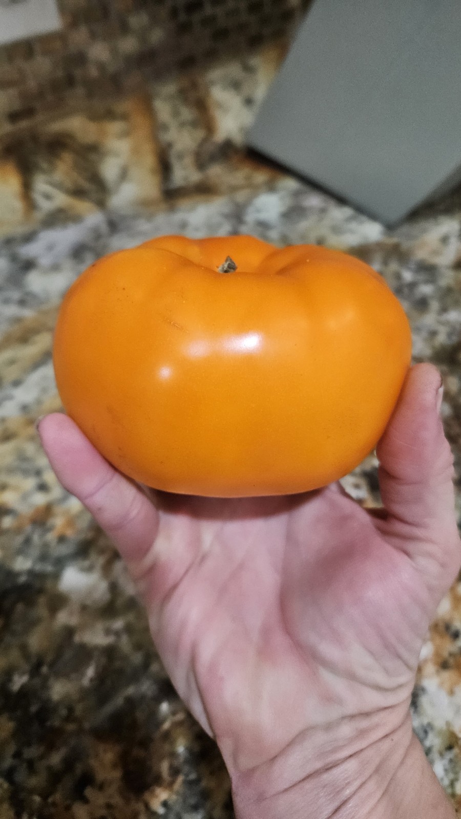 Orange Queen Tomato Seeds (30) / Organic / Florida Grown / Super Rare