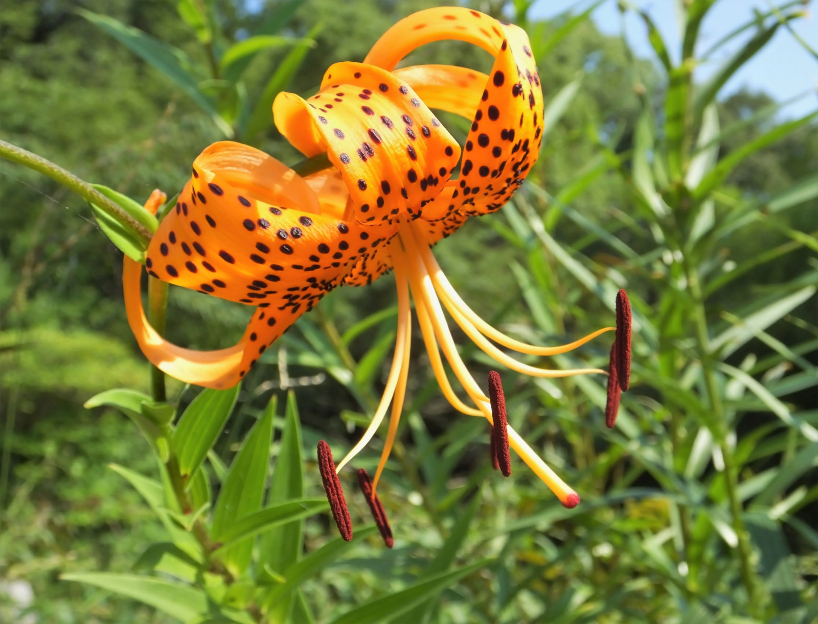 15 WESTERN HYBRIDS LILY Tiger Leopard Lemon Alpine Color Mix Lilium Flower Seeds