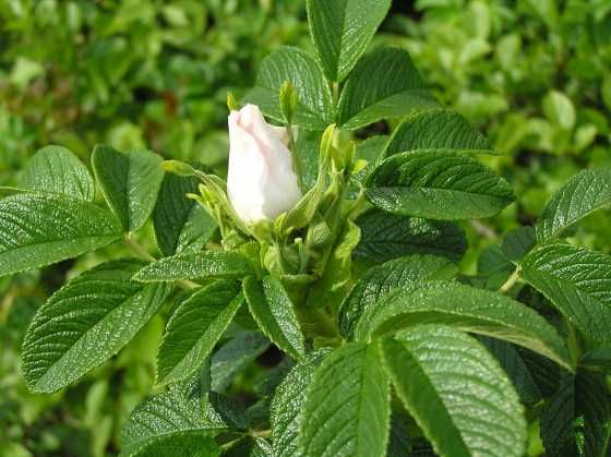 White Rugosa Rose, Rosa rugosa albiflora, Shrub Seeds (Fragrant, Fast, Hardy)