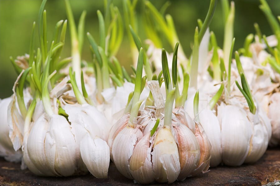 Organic Grown Garlic 3 BULBS