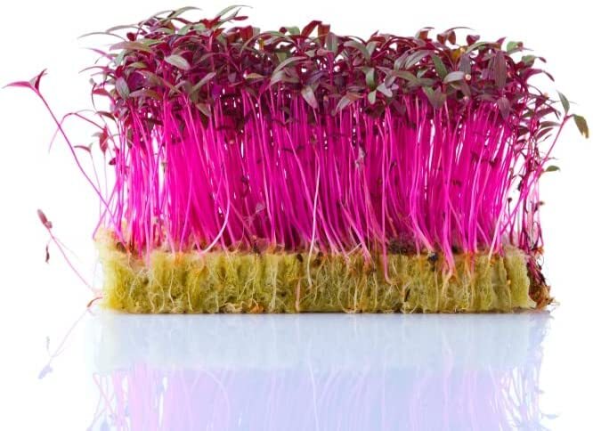 Microgreens Trio – Alfalfa, Radish, Red Amaranth Seeds – 600 Seeds Total, 200 of