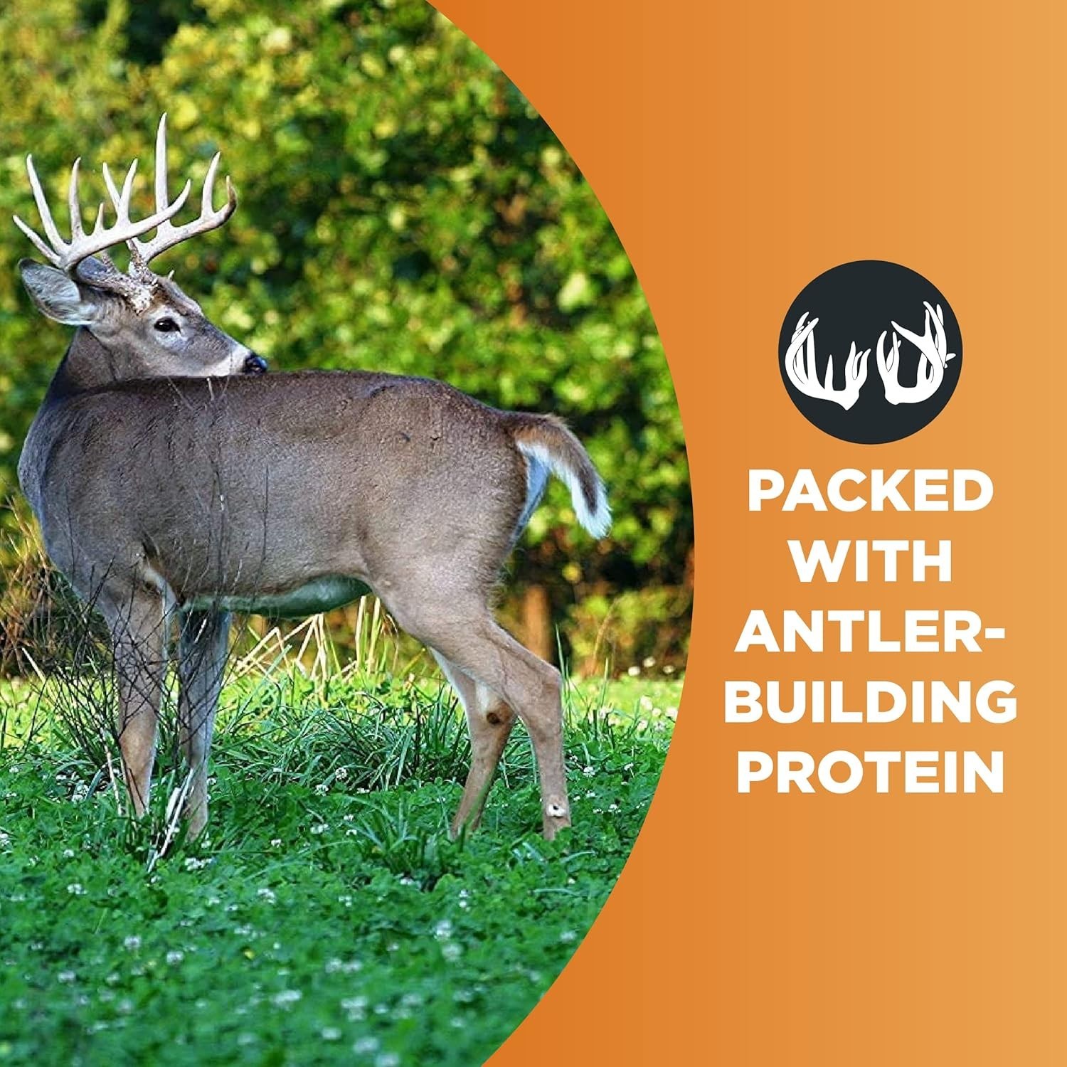 Imperial Whitetail Clover Food Plot Seed – High-Protein Deer Attractant for A…