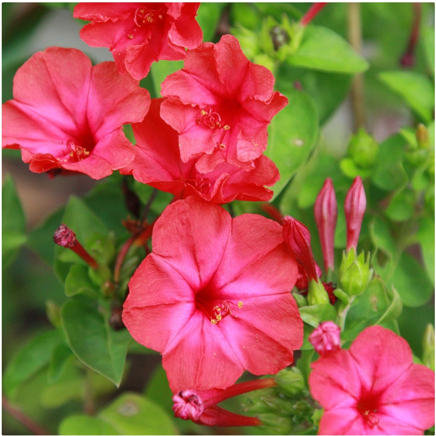 Deer-Proof Red Four O’clock Seeds – Fragrant Trumpet Blooms