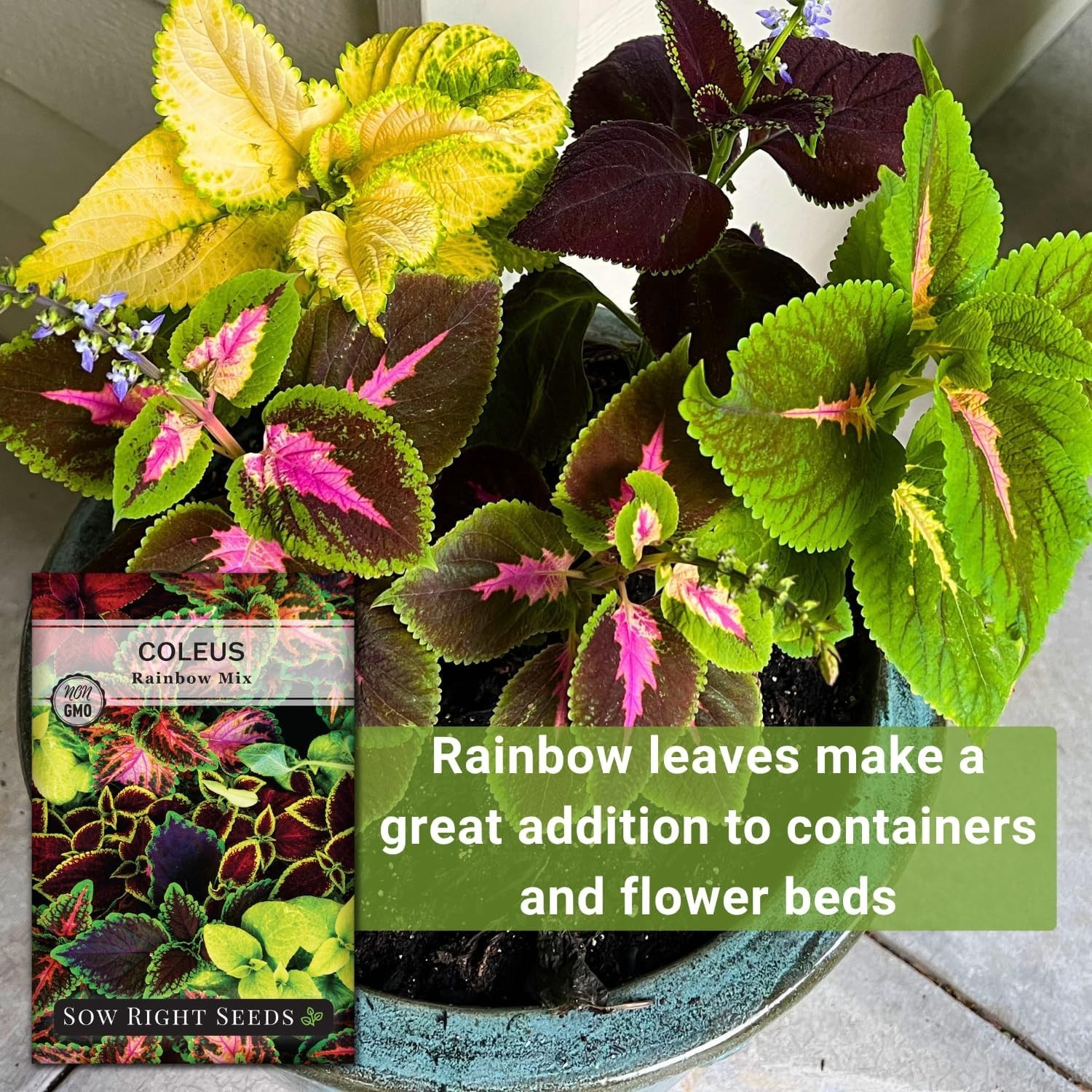 Colorful Rainbow Mix Coleus Seeds – Perfect for Vibrant Indoor/Outdoor Displays