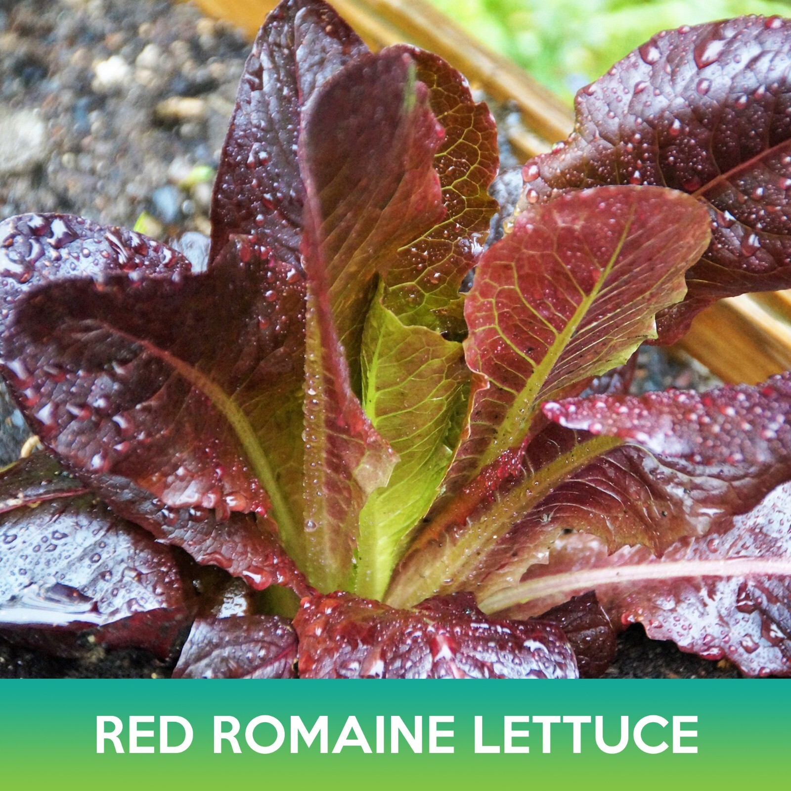 Red Romaine Lettuce Seeds, Lactuca sativa