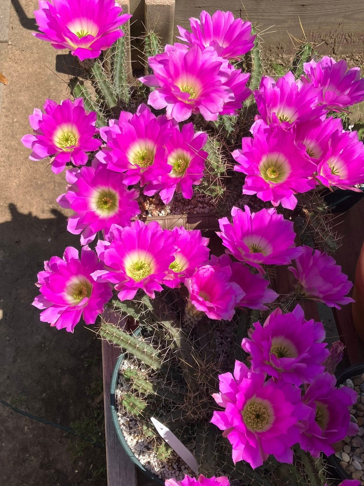 Seed- Echinocereus pentalophus 25, 50 or 100 seeds