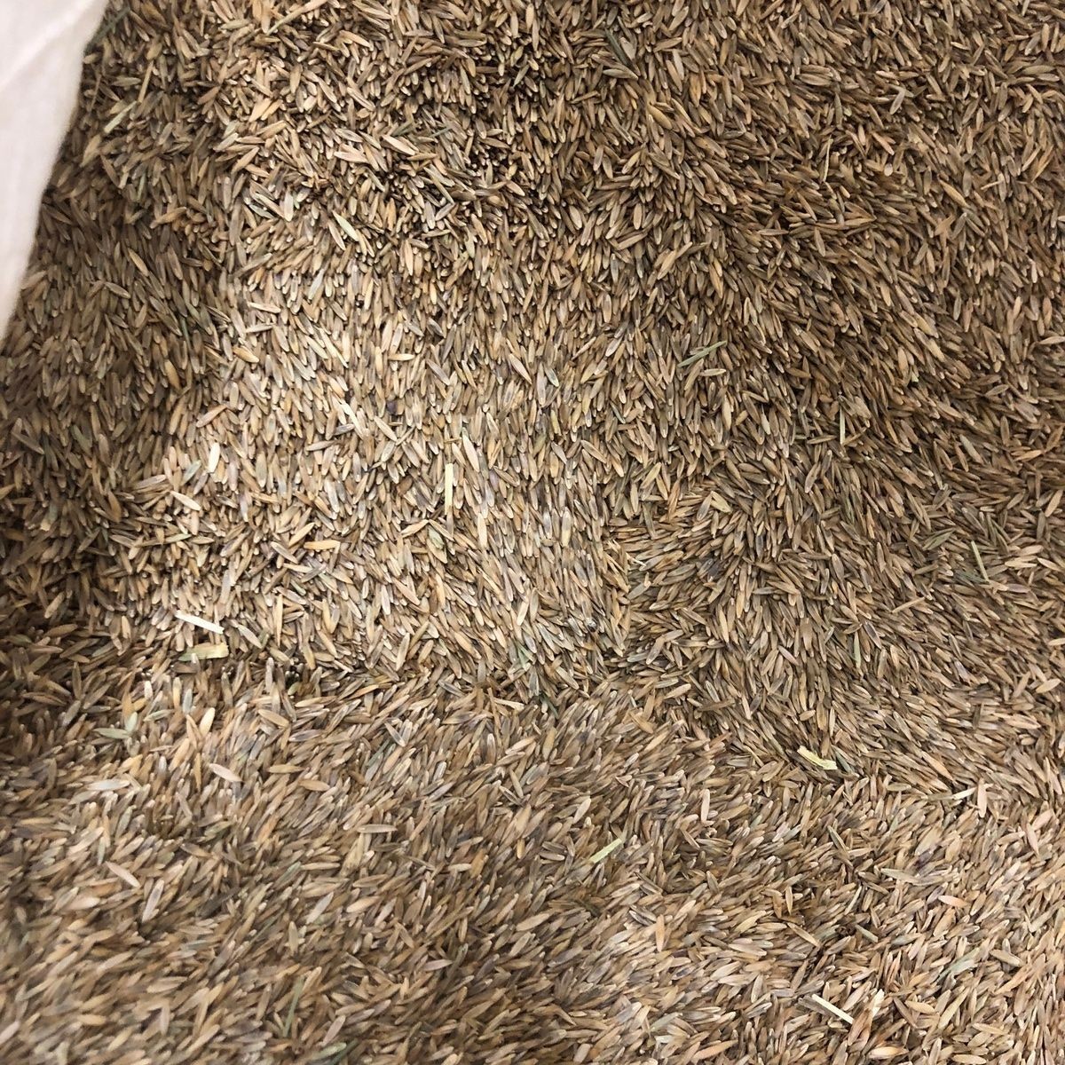 Jonathan Green Black Beauty Supreme Grass Seed Mixture, 10 lbs