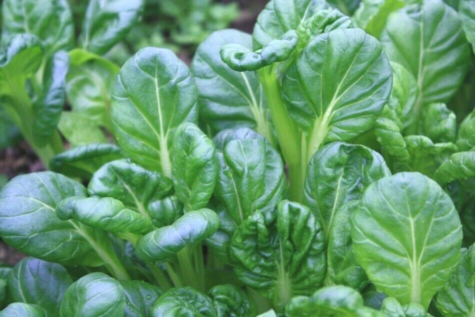 601+TAT SOI Cabbage Seeds Organic Spring Fall Vegetable Garden Containers Asian