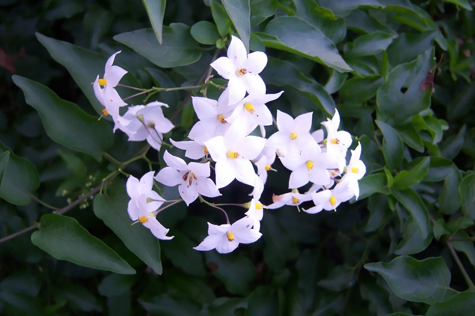 Fragrant Cape Jasmine Shrub, Gardenia jasminoides, Shrub Seeds