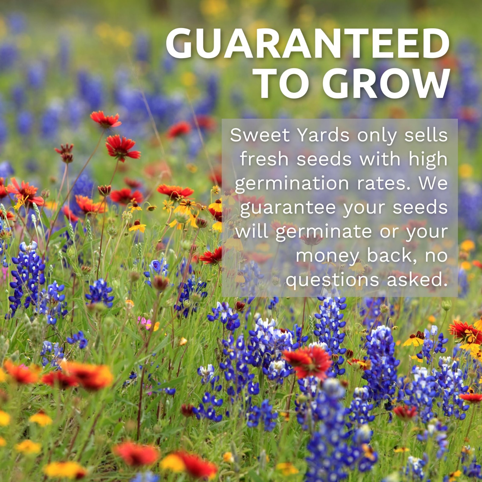 Dwarf Sunspot Sunflower Seeds – 500 Count, 1oz Packet for Easy Planting
