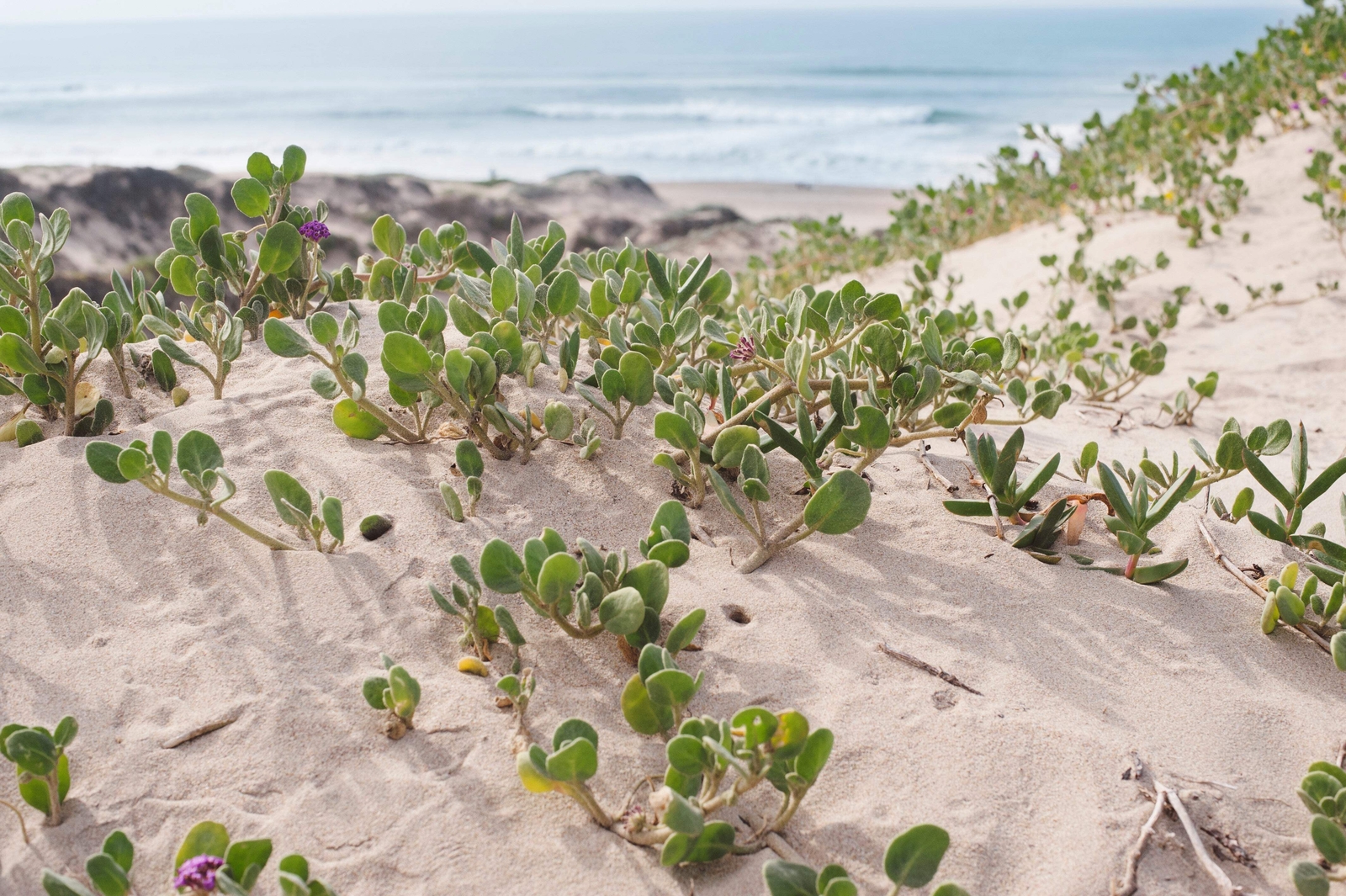 20 YELLOW SAND VERBENA Coastal Abronia Latifolia Arenaria Flower Seeds *Comb S/H