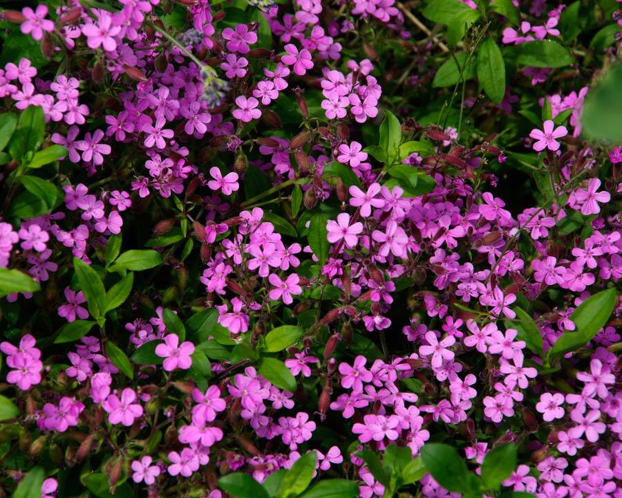 Soapwort Seeds 200+ Saponaria Ocymoides Pink Wildflower USA SELLER FREE SHIPPING