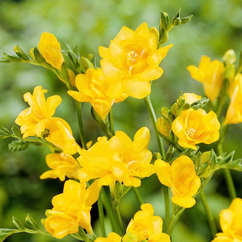 Freesia Double Yellow 15 Plant Bulbs, Spring Flowers Bloom in Sun