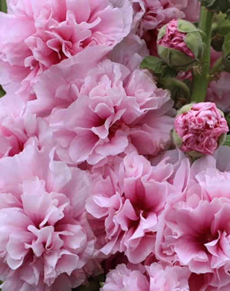 25 Hollyhock Seeds Perennial Flower Seed Flowers Heirloom ” Charles Double Pink”