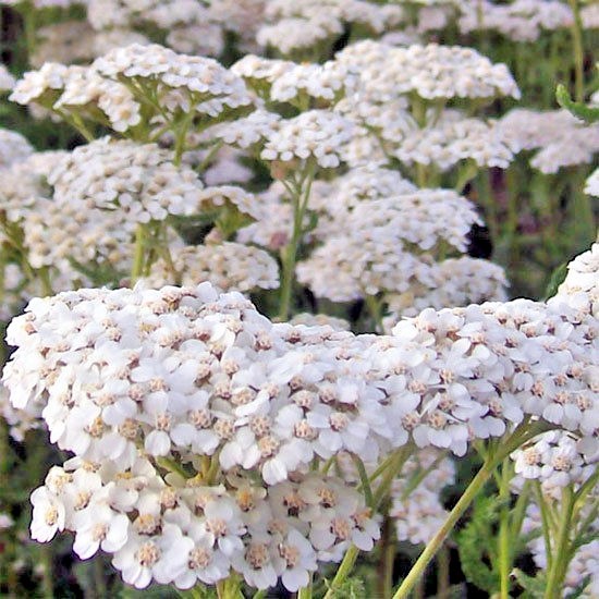 1001+WHITE YARROW Flower Seed Milfoil Perennial Native Wildflower Medicinal Herb