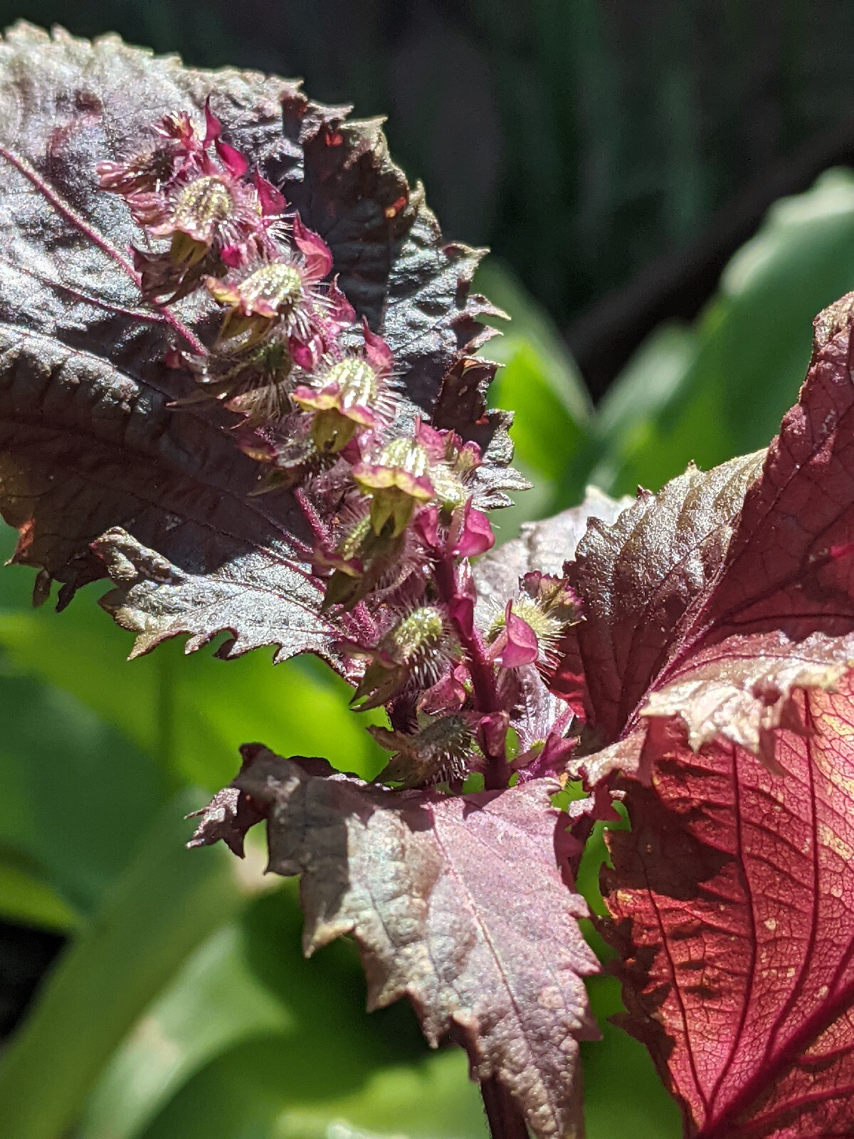 Purple Basil Perilla (100+ Seeds) Shiso Red Mint – 2023 Harvest Grown In The USA
