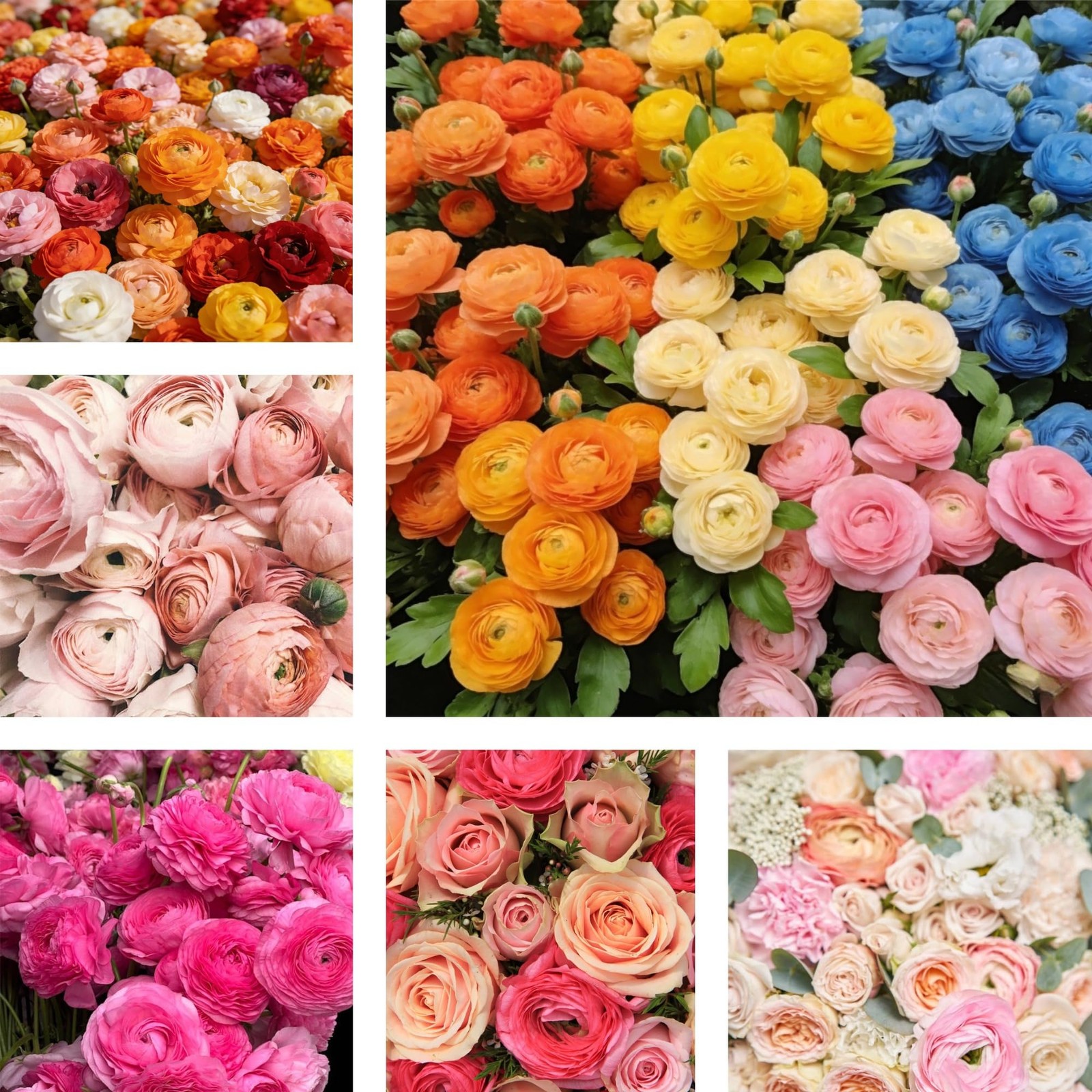 6 Mixed Color Ranunculus Bulbs for Planting, Assorted Pastel Double Buttercup…