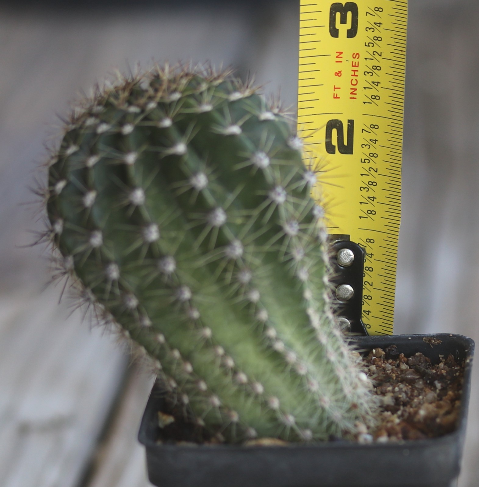 Echinopsis hybrid ‘Terpischore’