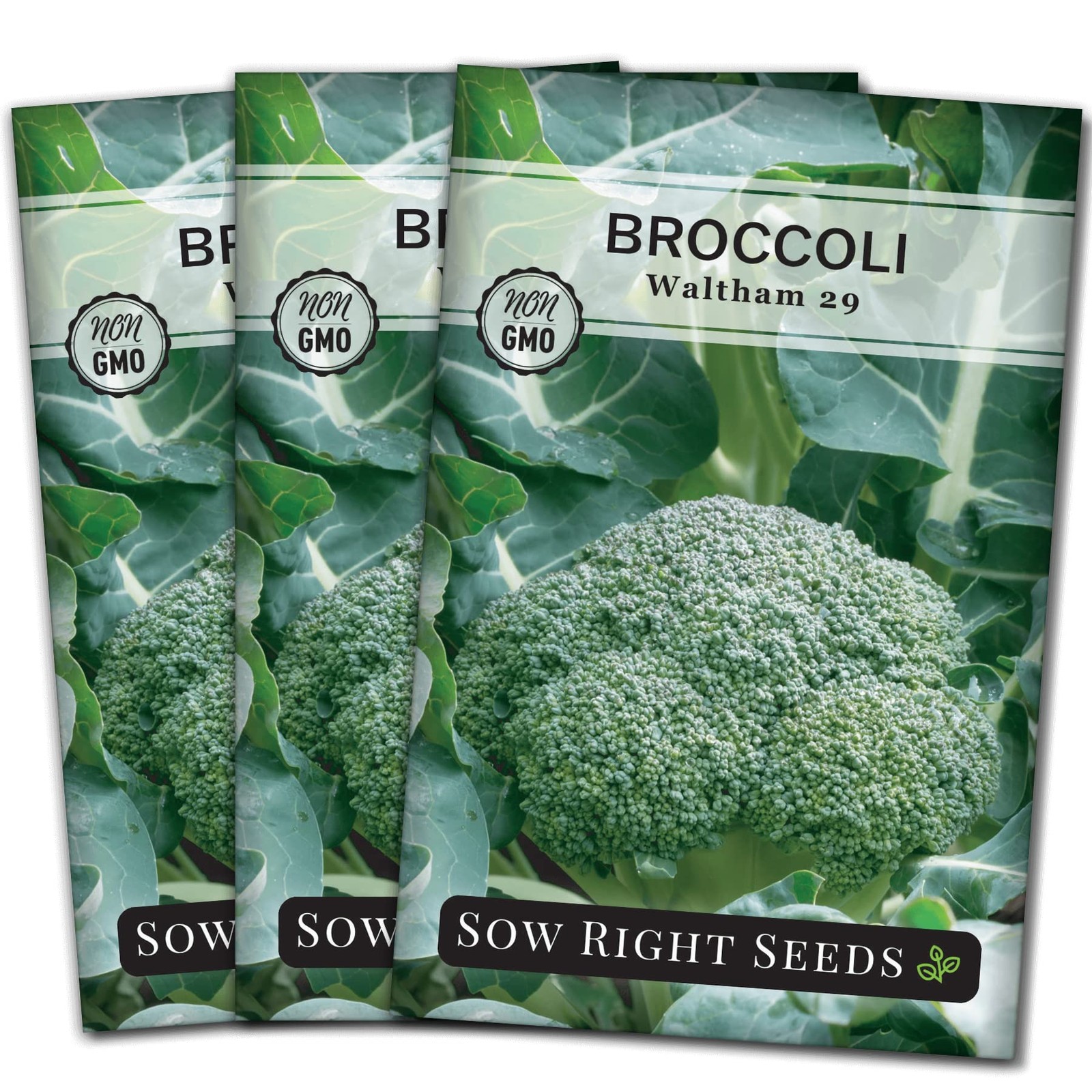 Waltham 29 Broccoli Seeds – Non-GMO Heirloom for Home Vegetable Garden