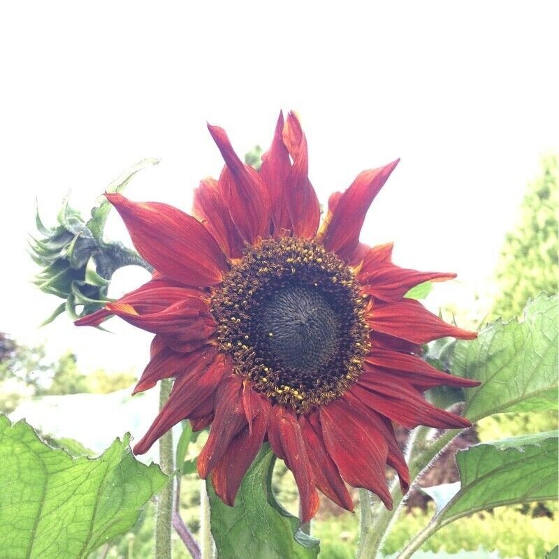 50+ RED SUN RARE SUNFLOWER SEEDS – BEAUTIFUL – NON GMO – HEIRLOOM — FRESH